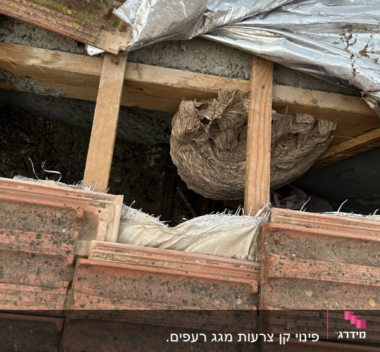 קן צרעות מתחת לרעפים על הגג